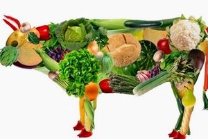 تفاوت گیاه خواران با گوشت خواران چیست؟