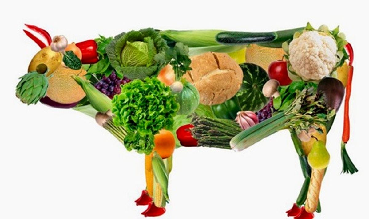 تفاوت گیاه خواران با گوشت خواران چیست؟