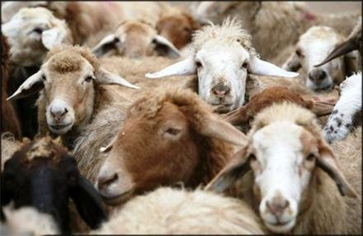 ترخیص گوسفندان پرحاشیه با وساطت وزیر