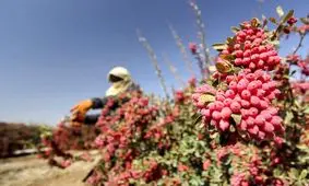 زرشک درخواب دلار/ دپوی یاقوت سرخ در انبارها و سردخانه ها