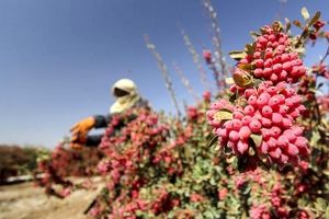 زرشک درخواب دلار/ دپوی یاقوت سرخ در انبارها و سردخانه ها