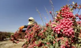 زرشک درخواب دلار/ دپوی یاقوت سرخ در انبارها و سردخانه ها