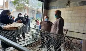 نانوایی‌ها در صدر شکایات بهداشتی/ میزان استفاده از ماسک در اماکن عمومی