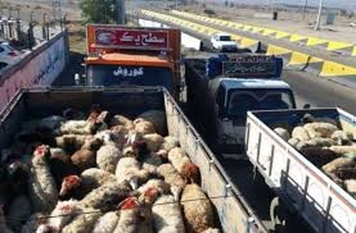 جریمه ۲ میلیاردی برای قاچاق دام در لامرد