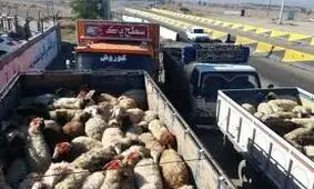 جریمه ۲ میلیاردی برای قاچاق دام در لامرد