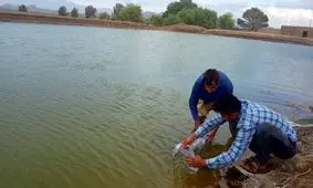 یک میلیون و ۲۰۰ هزار لارو ماهی در بندهای خاکی خاش رها سازی شد