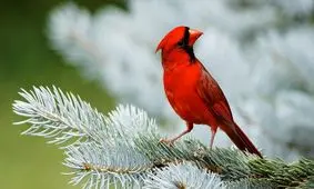 تاثیر زندگی پراسترس شهری بر ژن‌های پرندگان