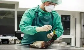 شیوع آنفلوآنزای مرغی با بیماری زایی بالا در 46 کشور