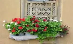 گیاه شمعدانی، کلید نسل جدید درمان ایدز