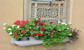 گیاه شمعدانی، کلید نسل جدید درمان ایدز