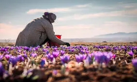 قیمت زعفران در بازارهای داخلی و خارجی منصفانه نیست