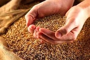 تولید سالانه حدود ۳۰ هزار تن انواع بذر در لرستان