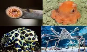 حیوان‌های چندش آور و عجیب کره زمین/ تصاویر