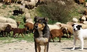 شیر دادن سگ در نجف‌ آباد به بره ای که بی مادر شده است/ ویدئو