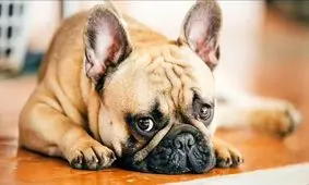 در مورد ویروس «کرونا سگی» چه می‌دانیم؟