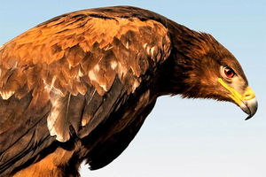 تحویل یک بهله عقاب طلایی نابالغ به محیط زیست نهاوند
