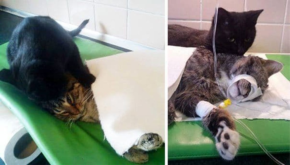 گربه‌ای که پرستار یک بیمارستان شد/ عکس