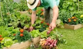 باغبانی با آب شرب در حیاط منازل ممنوع است