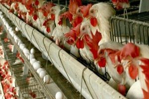 تولید ۱۱ هزارتن تخم مرغ در قزوین