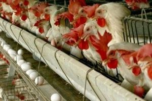 تولید ۱۱ هزارتن تخم مرغ در قزوین