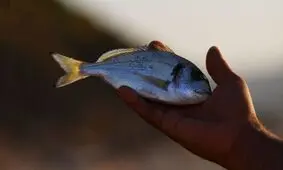 خوردن ماهی برای این افراد مضر است