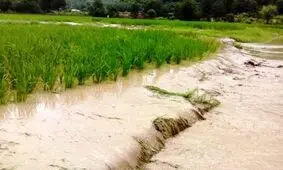 سیل و تگرگ ۲۰۶ میلیارد ریال به کشاورزی شیروان خسارت زد