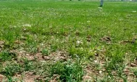نگاه خسته کشاورزان ساوه به گندمزارهایی که چراگاه شدند