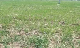 نگاه خسته کشاورزان ساوه به گندمزارهایی که چراگاه شدند