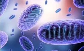 بیماری «قارچ سیاه» خطرناک است؟