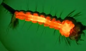 مهار پشه‌های ناقل بیماری با کمک فناوری کریسپر