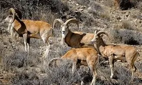 حیات وحش درگیر خشکسالی/ حیوانات تشنه به آغوش مرگ پناه می‌برند