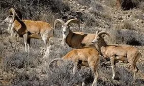 حیات وحش درگیر خشکسالی/ حیوانات تشنه به آغوش مرگ پناه می‌برند