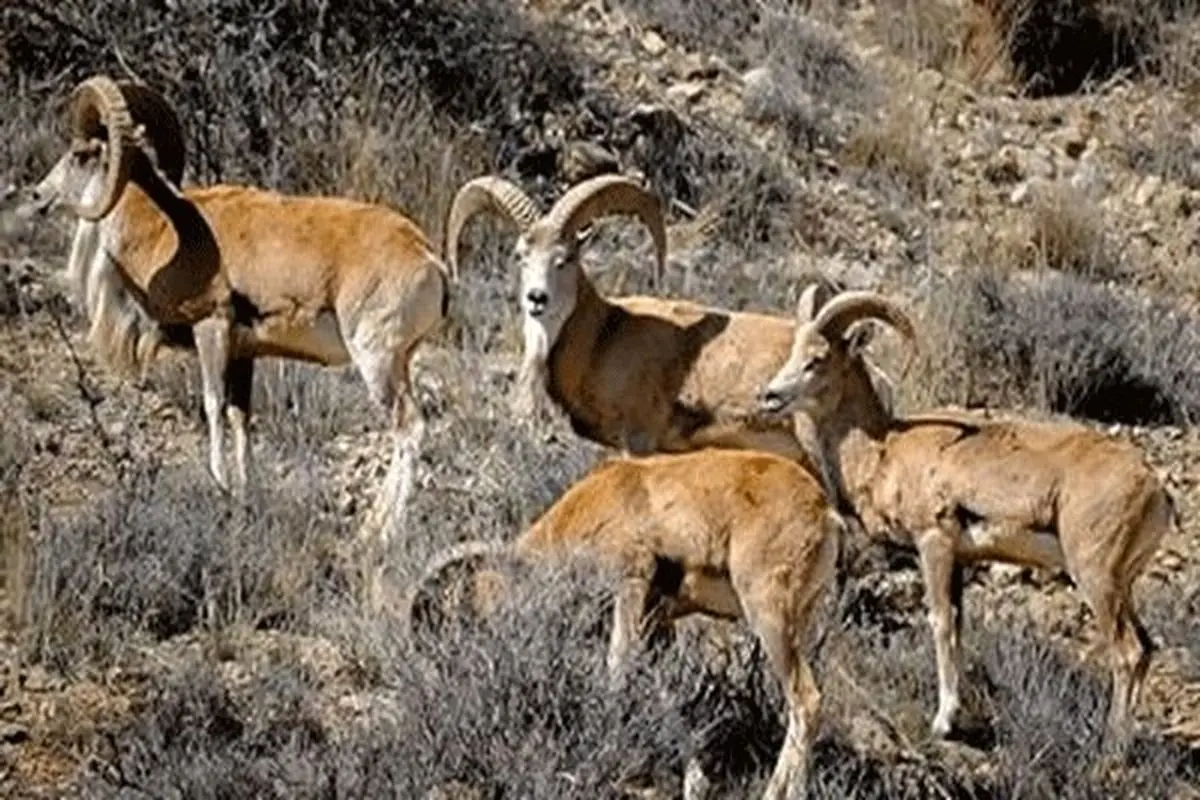 حیات وحش درگیر خشکسالی/ حیوانات تشنه به آغوش مرگ پناه می‌برند