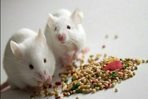 افزایش ۳۰ درصدی طول عمر موش‌ها