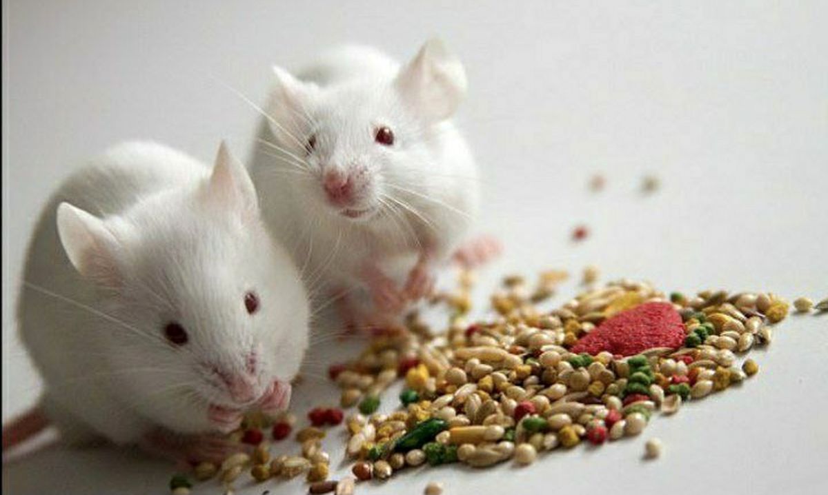 افزایش ۳۰ درصدی طول عمر موش‌ها