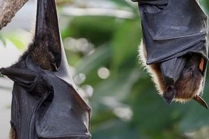 خطر خفاش‌های ناقلِ بیماری، بیخ گوش‌ انسان