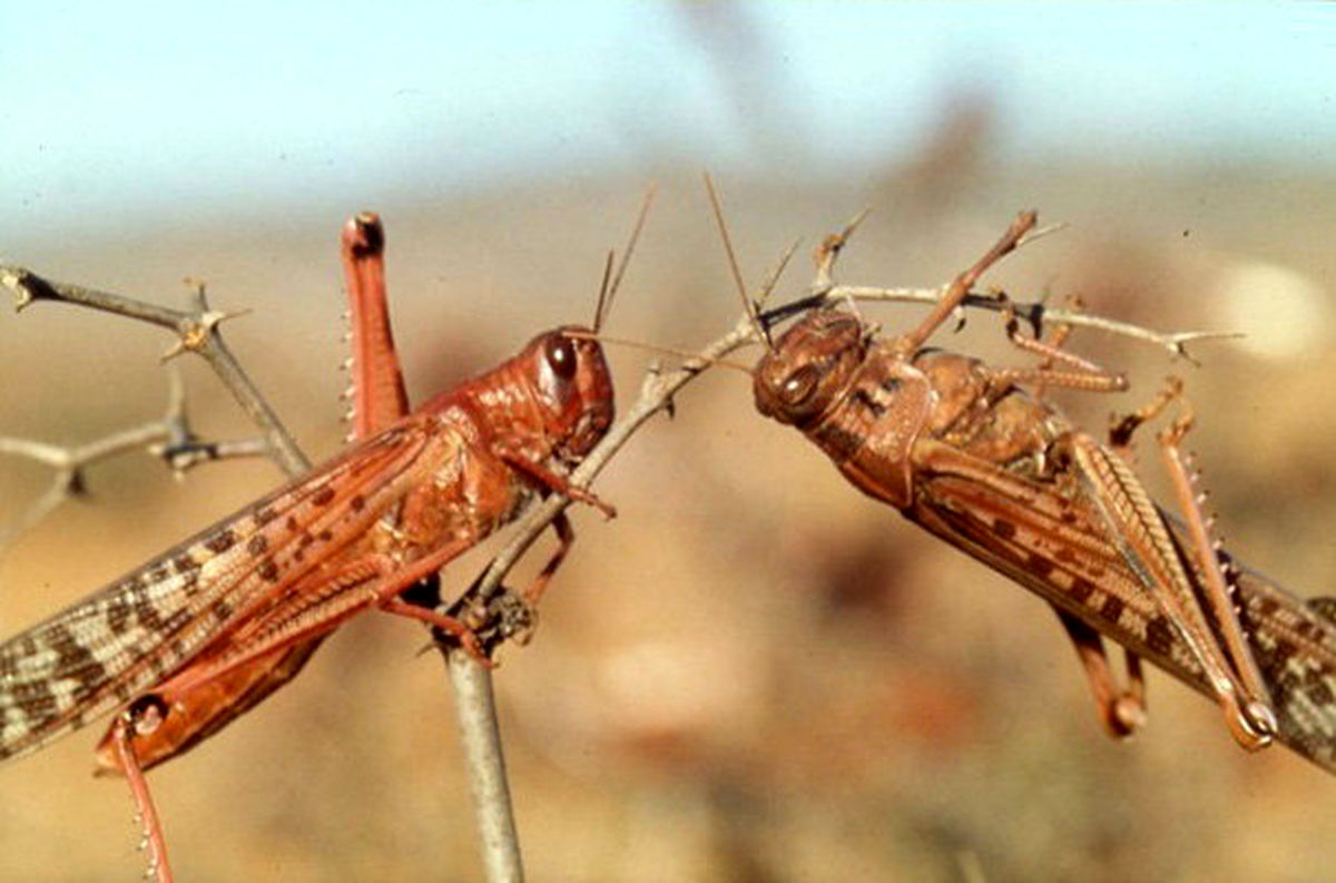 باتوجه به نوع ملخ، مبارزات در سطح باغات انجام میگیرد