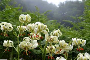 تصاویری زیبا از شکوفایی نادرترین گل جهان در داماش گیلان