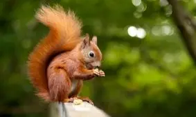 سرنوشت سنجاب ایرانی، از بیرجند تا کامیاران