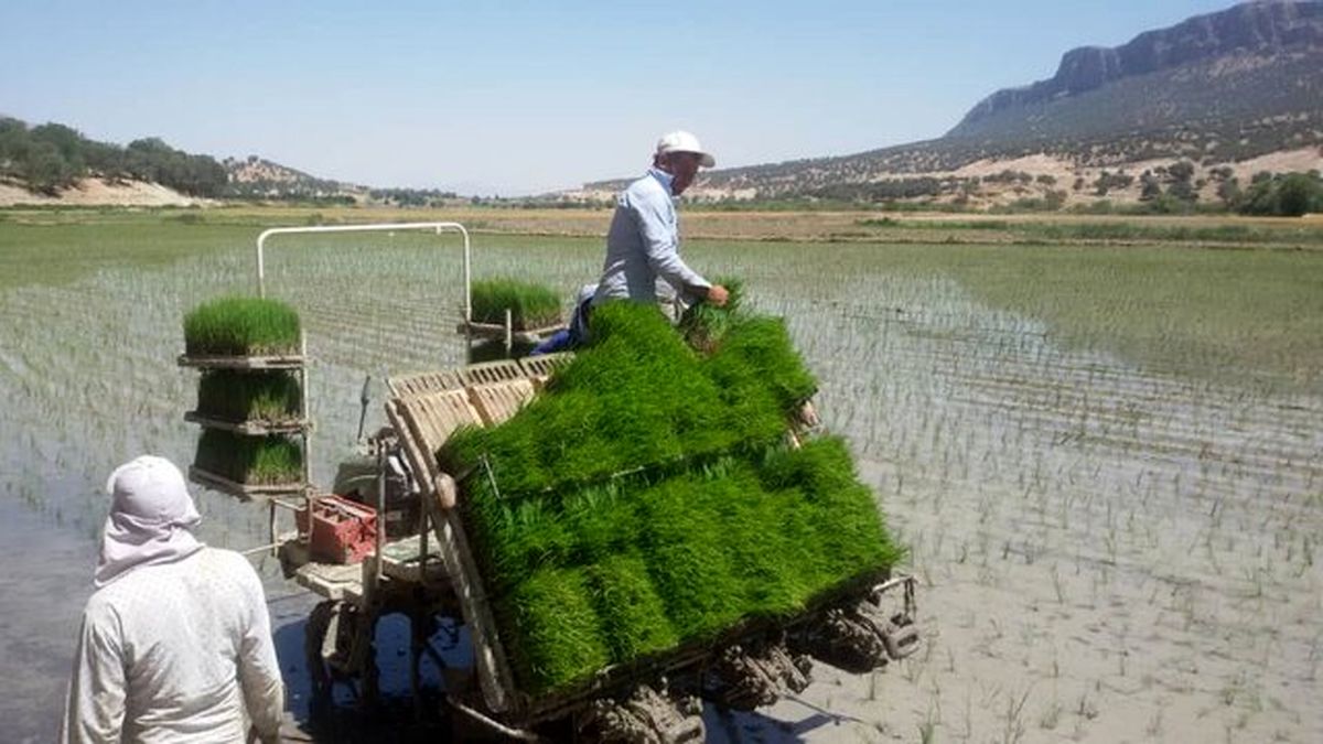 کشت مکانیزه برنج در مرودشت با استفاده از آبهای سطحی