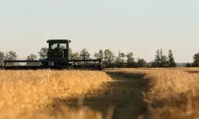 افزایش ۱۰ درصدی برداشت گندم در شوط