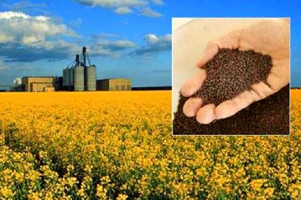 خرید تضمینی کلزا از کشاورزان خراسان شمالی آغاز شد
