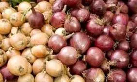 خارجی‌ها پیاز ایرانی را ارزان‌تر می‌خرند!