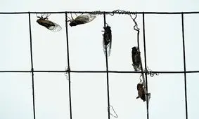 جیرجیرک‌های ۱۷ ساله، هواپیمای خبرنگاران کاخ سفید را زمین‌گیر کردند