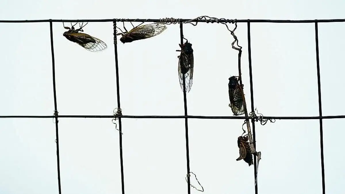 جیرجیرک‌های ۱۷ ساله، هواپیمای خبرنگاران کاخ سفید را زمین‌گیر کردند
