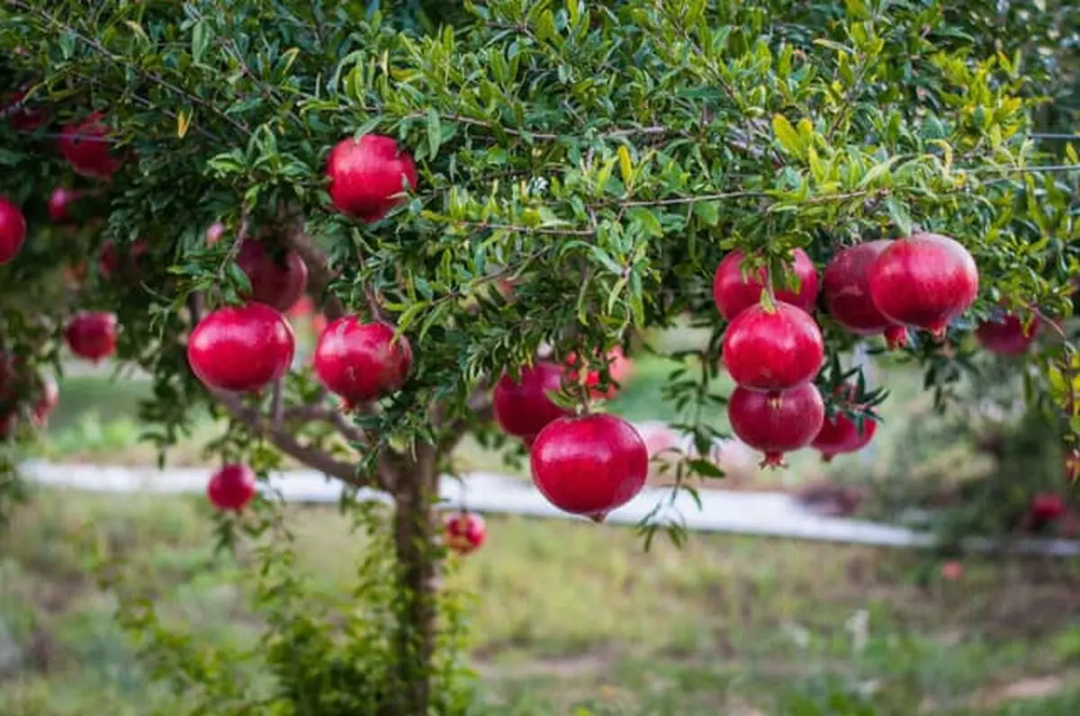 یک روش جالب برای جداسازی میوه‌ها/ ویدئو