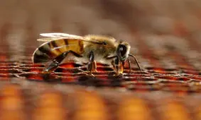 دنیا بدون زنبور عسل چگونه خواهد بود؟