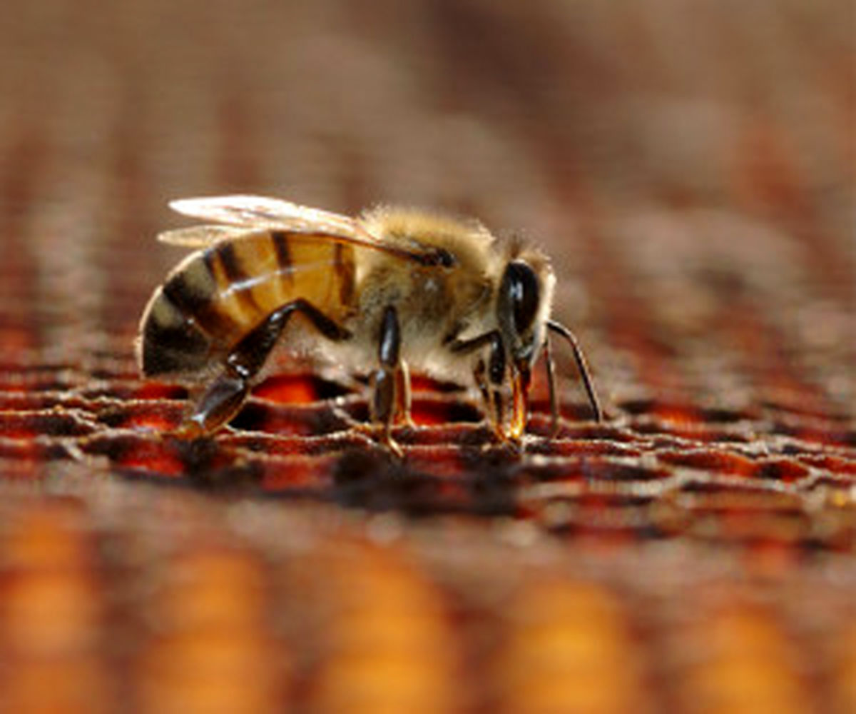 دنیا بدون زنبور عسل چگونه خواهد بود؟