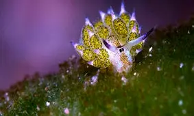 زیباترین ماهی جهان را بشناسید/ عکس