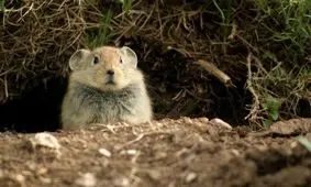 حمله موش ها به باغداران خفر فارس